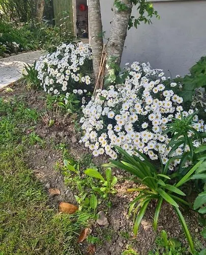 Oak Tree Lane Glamping * Bridgetown (Wexford)